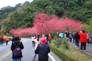 武陵農場初訪~春櫻爭豔