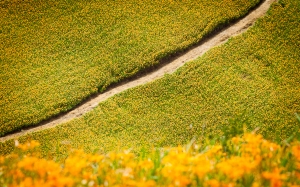 花蓮-六十石山 金針花季