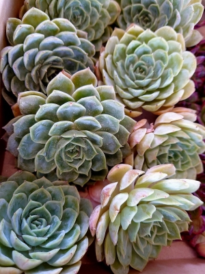 手機拍－多肉植物 4