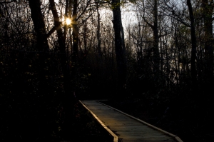 Lake Waccamaw