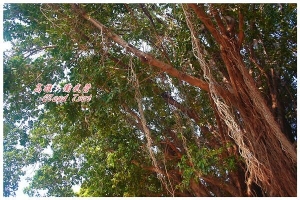 衛武營&中央公園