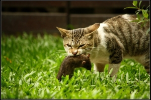 貓捉老鼠 ~ 生死一瞬間！