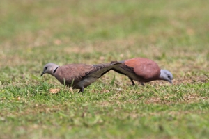校園普鳥