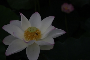 夏荷....就二張