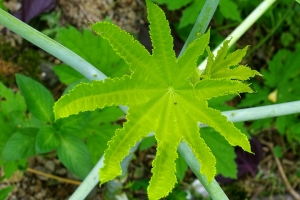 Sophies植物微距攝影集038