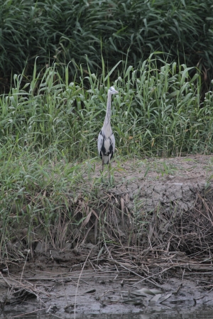 冬候鳥...追蒼鷺