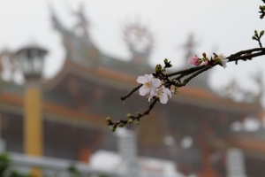 2011-02-27清晨淡水天元宮