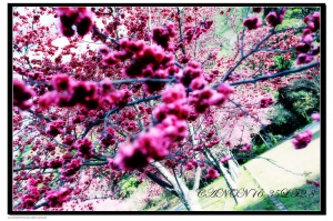 奧萬大櫻花~初拍P2