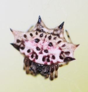 新百微拍到的異形蜘蛛