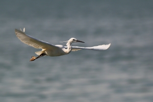盡情翱翔 振翅高飛_300mm f4 + 1.4X III