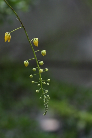 0602-阿勃勒試拍