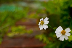 M42 老鏡相見歡08 假期的優閒
