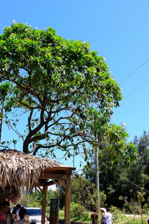 衝浪聖地-烏石港
