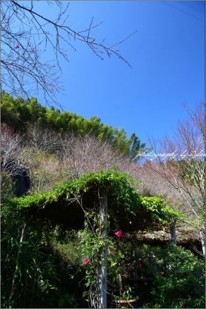 碧洛角花園賞櫻