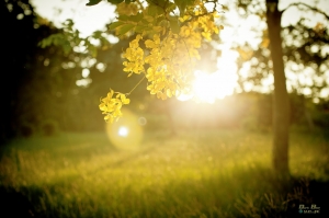 台中都會公園-黃金雨