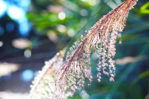 苗栗大湖行--湖畔花時間