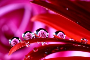 玫瑰水滴- BY 新百微