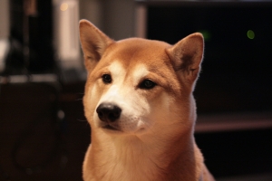 大光圈到底哪裡迷人？