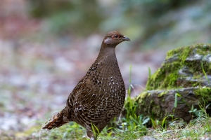 迷霧中的王者--台灣帝雉