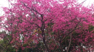 中壢自強工作站櫻花開了