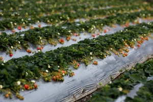 塞車塞到爆就只為了見它一面