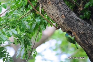 ===關懷生態系列-五色鳥築巢===