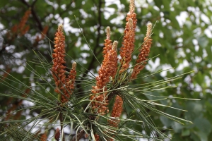 關西五天四夜自由行 Part3 - end