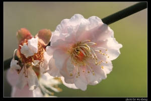 梅花