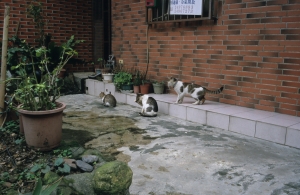 九份之貓三張