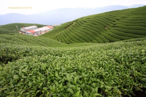 [蓋] 高山烏龍行