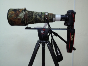 [1D X]彩鷸 OVER1200mm???