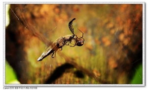 小小微距~ 大黃蜂及其他生物