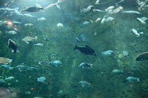 屏東海生館-台灣水域館