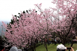 2013 陽明山花季