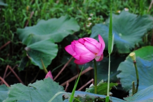 生態隨拍-7 新屋蓮園