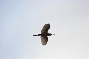 飛行中的白鷺鷥 Canon EF 70-210mm f/4 + EOS 20D