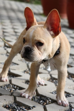法國鬥牛犬~壯壯~