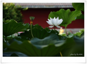 ~荷花~台北植物園