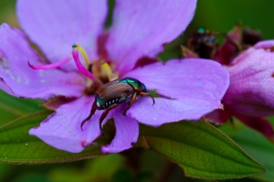 七夕情龜花上會