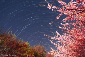 來點不一樣的---"武陵櫻花星軌"
