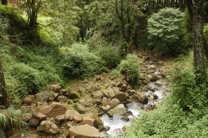 阿里山亂拍(購買500D第一次拍攝)