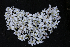 (6D)土城桐花公園、承天禪寺 24-70 f4、小小白IS