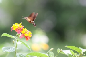 天蝦((長喙天蛾))