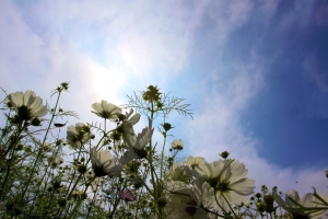 2009新社花海季開跑