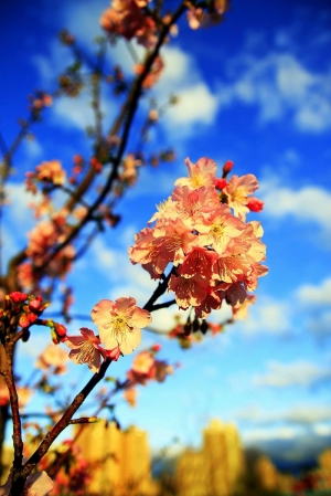 什麼櫻?櫻櫻美代誌