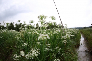 孤菜輝也很漂亮  _ jyp.