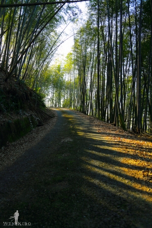 山林間的粉紅密徑