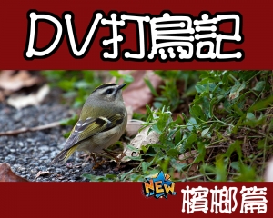 ::: DV打鳥記 - 檳榔篇 :::