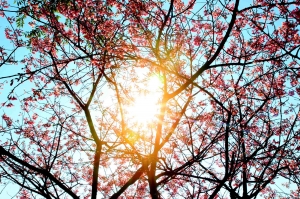 Canon Fans第一PO~ 陽明山賞櫻