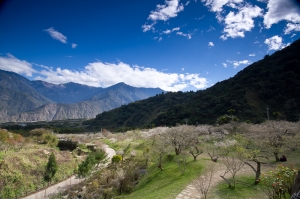 遲來的柳家梅園